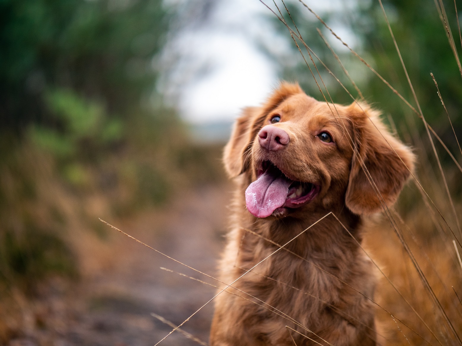 Photo of dogs