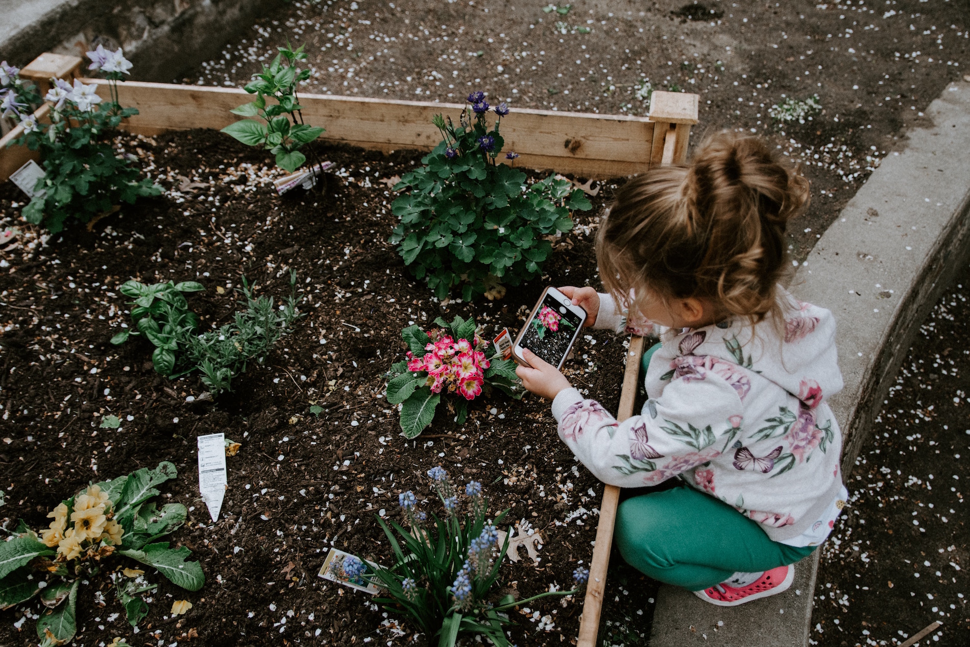 plant identification, artificial intelligence, photography