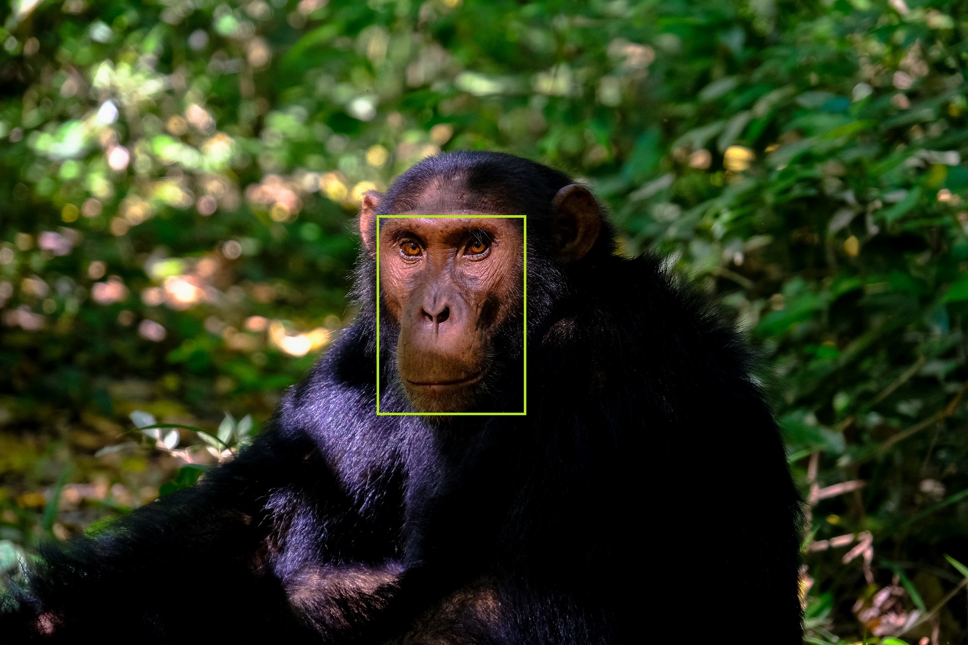 Photo of Chimp