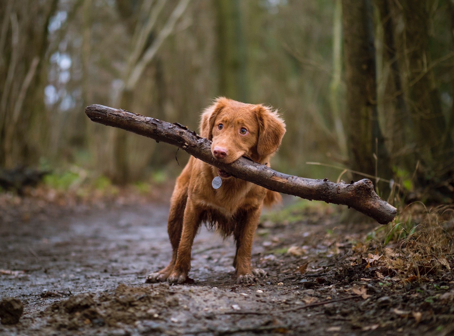 Photo of Stick Library