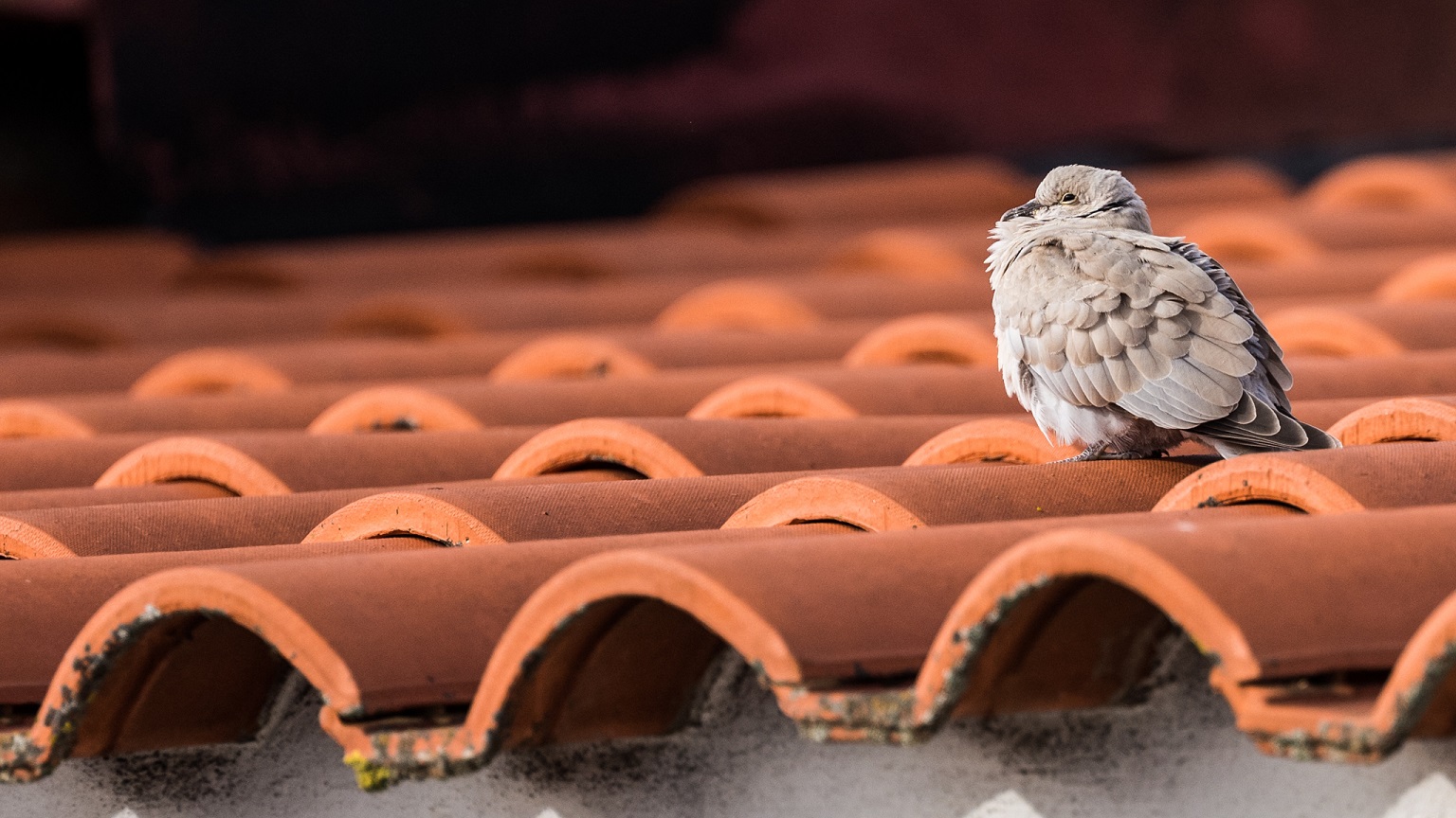 Photo by David Lindo #lockdownbirding