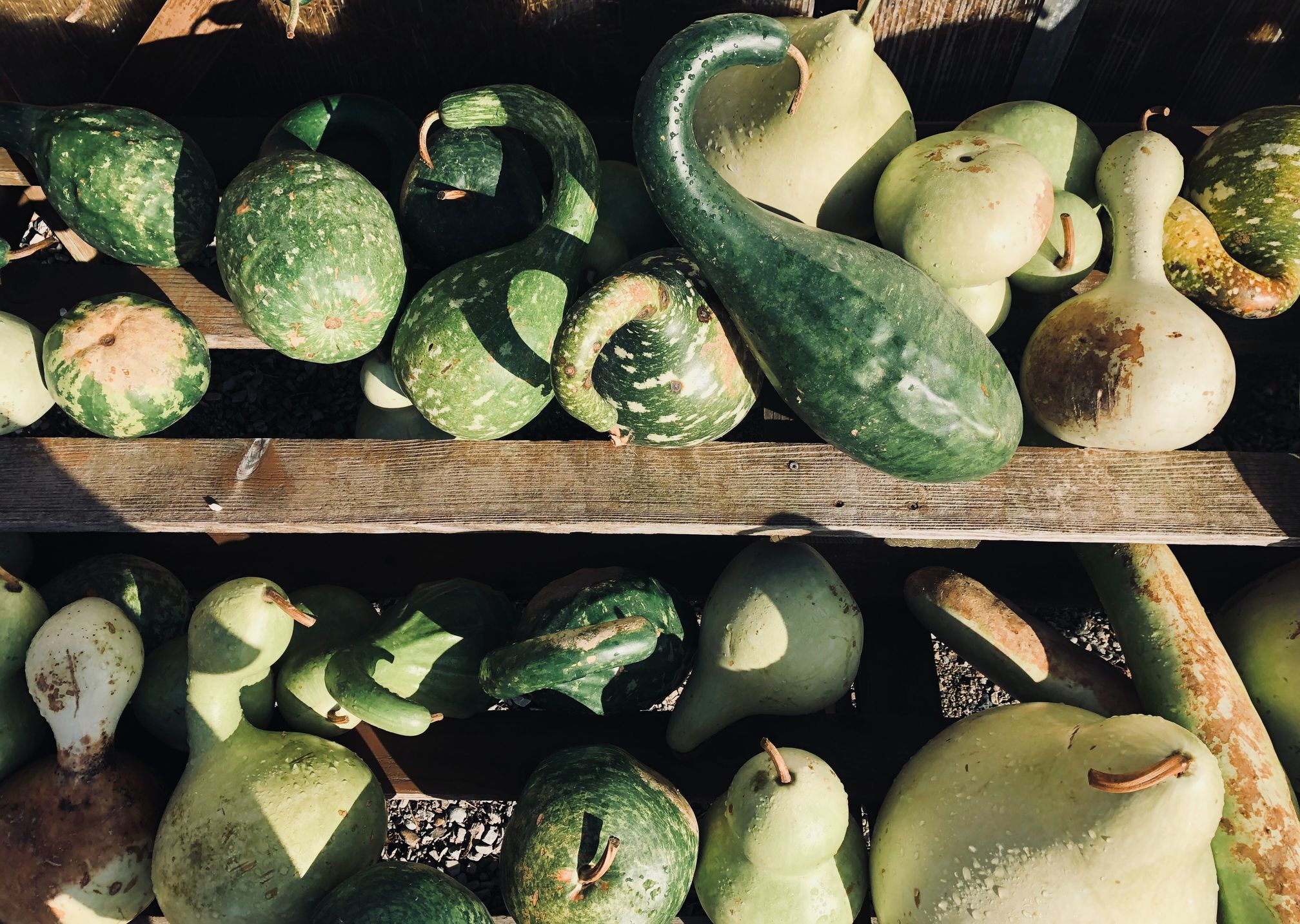 Bin of fruits and vegetables -- ColdHubs