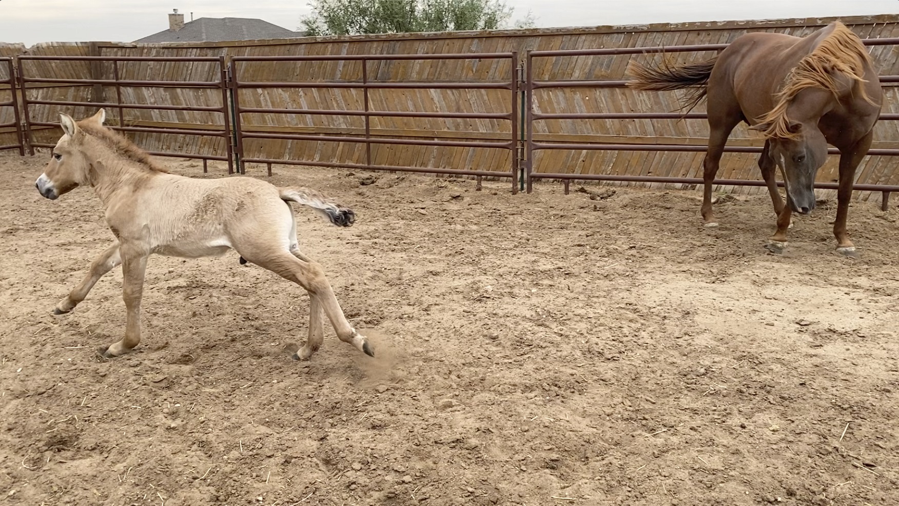 Przewalski's