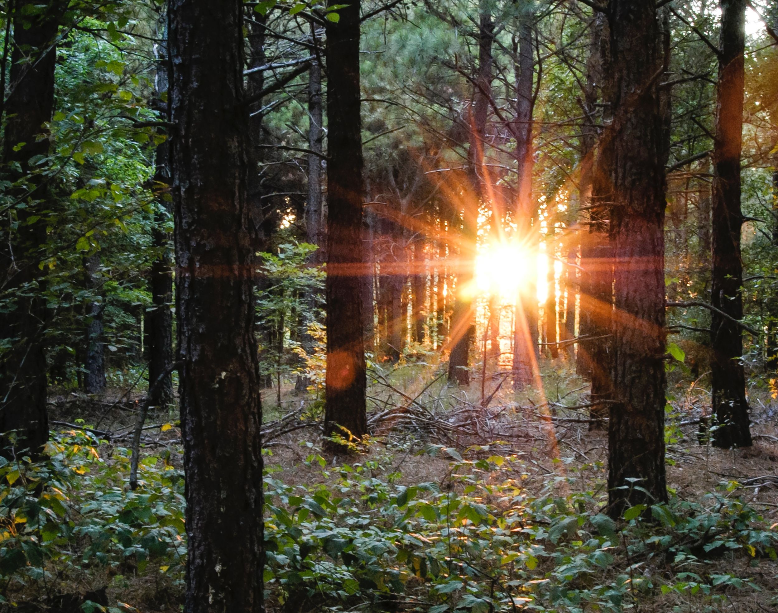 Rays of light in a forest -- Taara